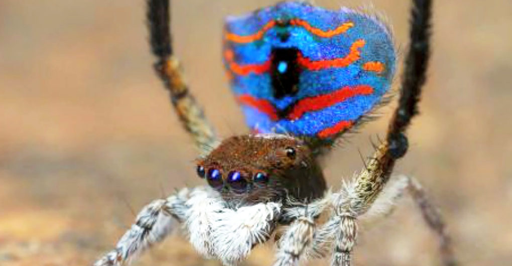 Обнаружены новые подвиды пауков-павлинов